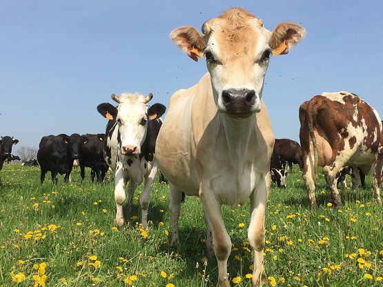 Les vaches au champs