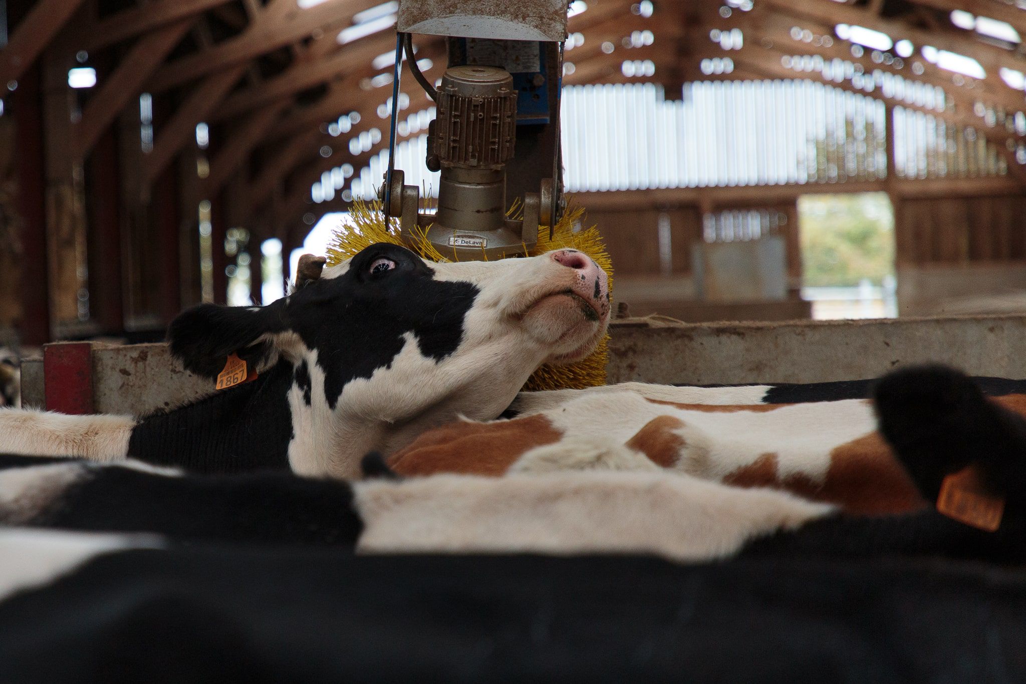 vaches heureuses massage